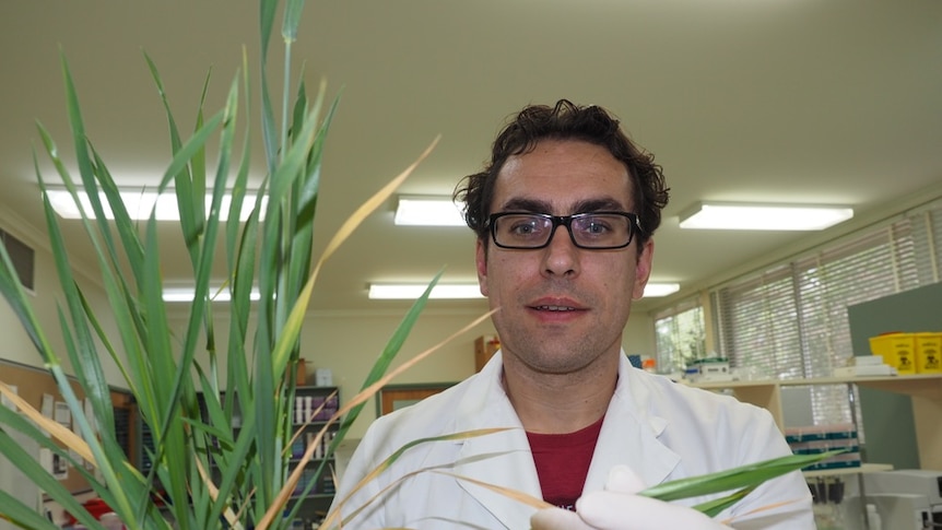 A scientist holding infected wheat in a laboratory