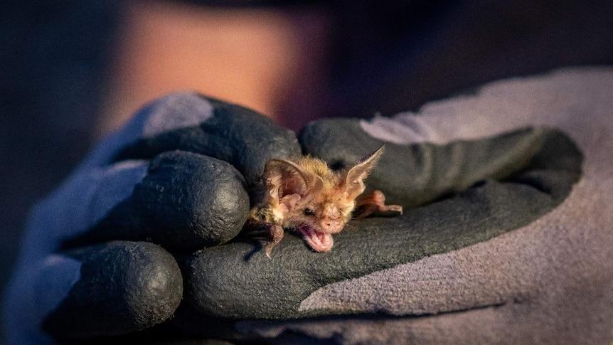 Gloved hands holding a tiny mouse-sized microbat