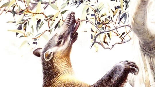 Researchers say the youngest megafauna fossil is around 42,000 years old.