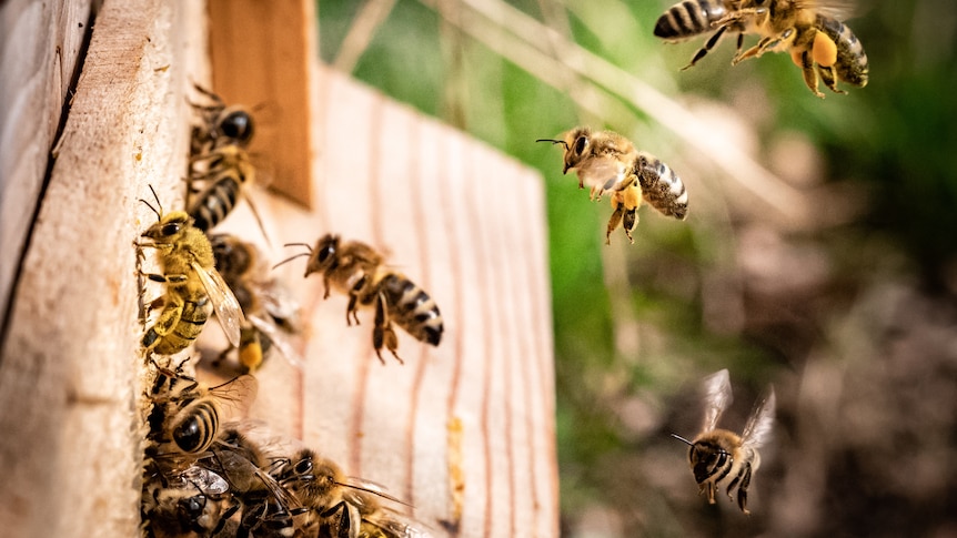 Several bees flying through the air and landing on a brown wooden board.