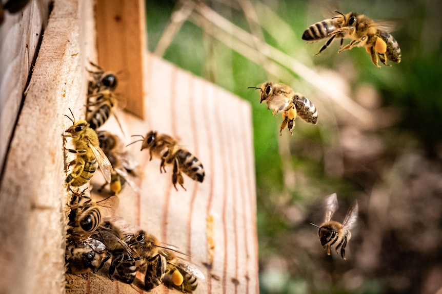 Several bees flying through the air and landing on a brown wooden board.