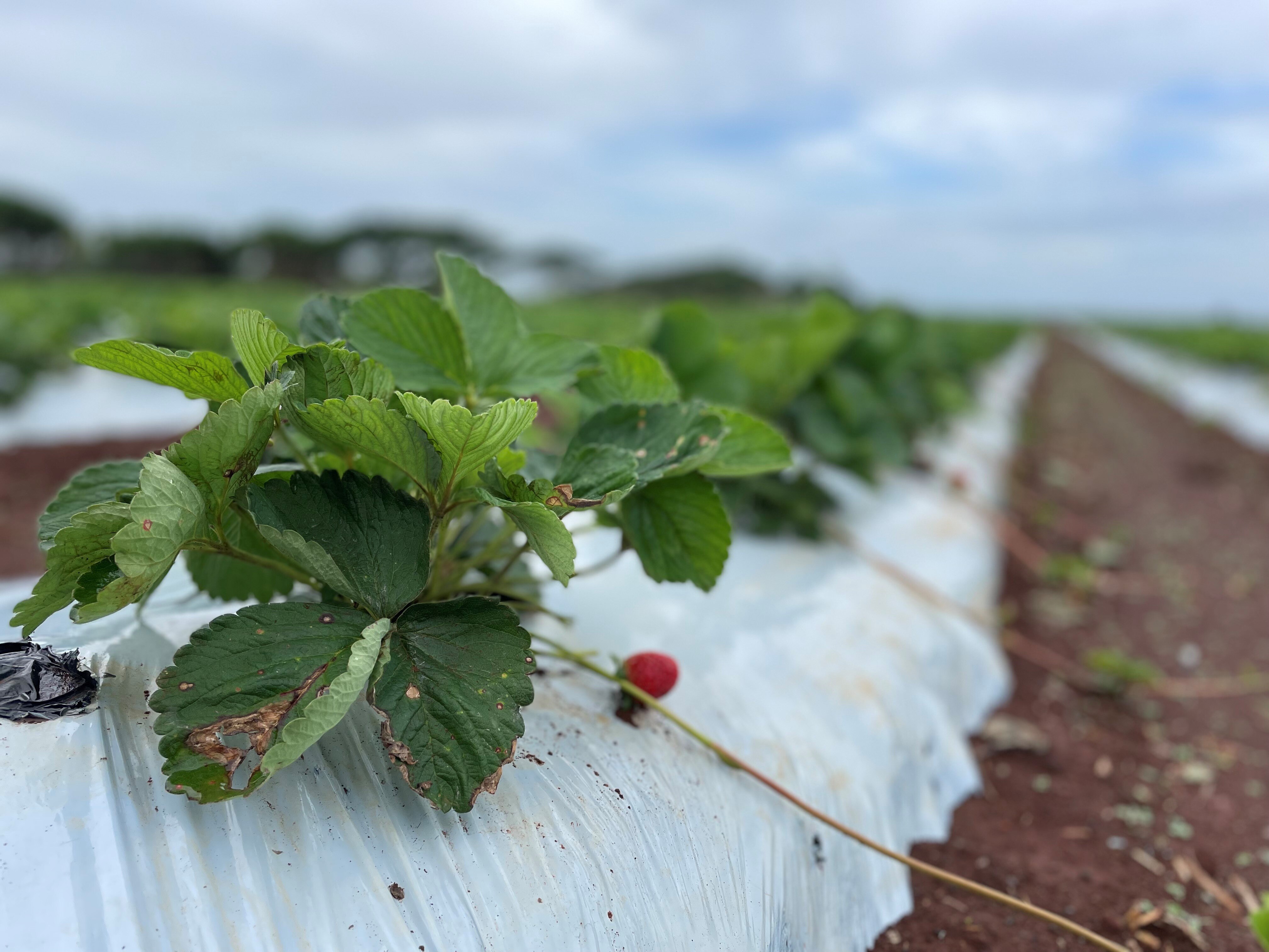 Do Strawberries Kill Dogs
