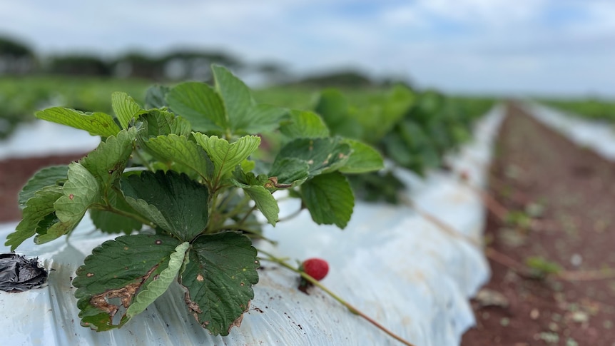 Photo of strawberry crop.