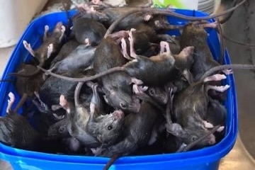 Dead mice in a blue ice cream bucket