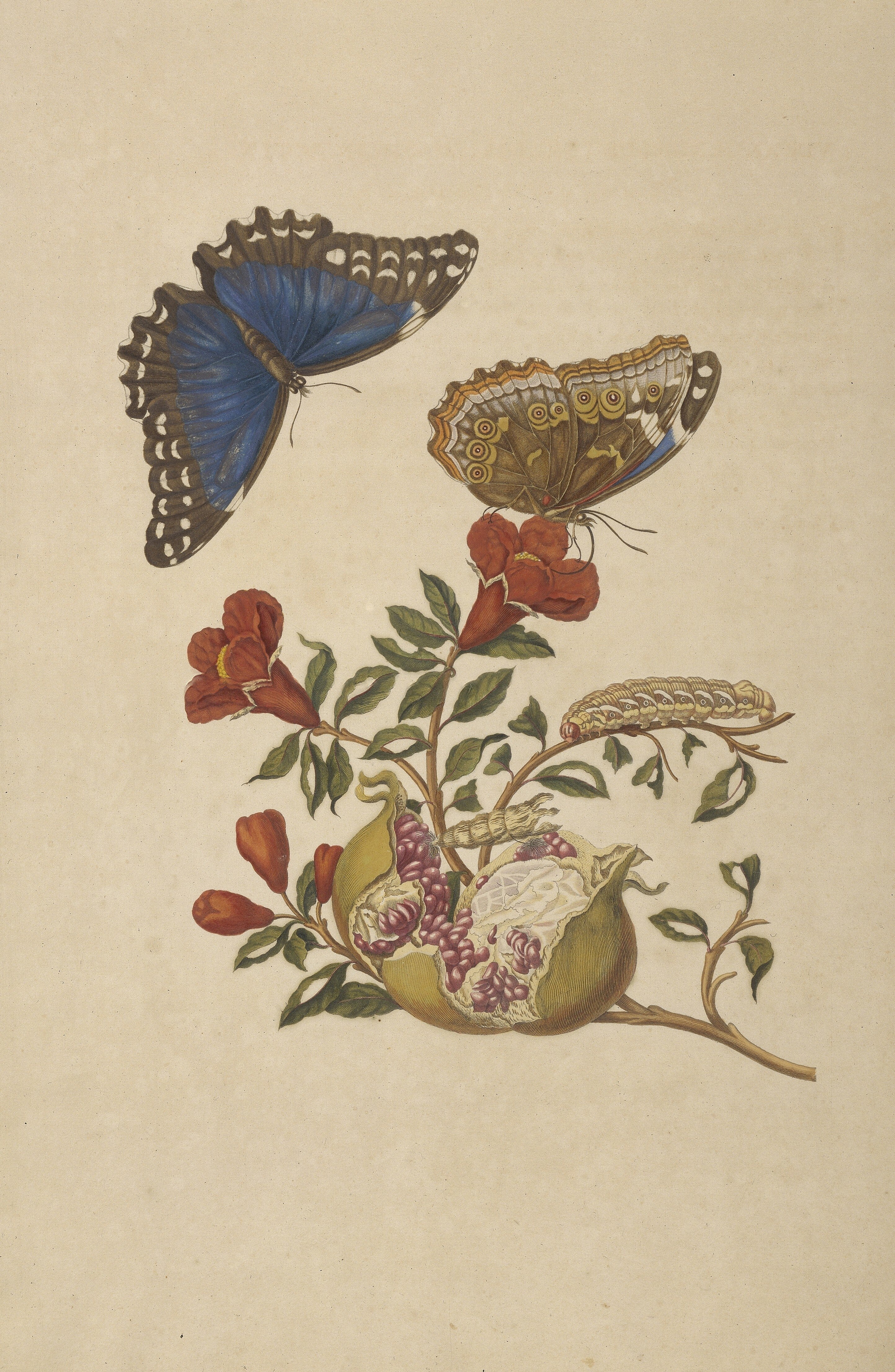 Maria Sybilla Merian: the first ecologist - ABC listen