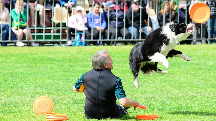 A dog catches a frisbee during the 'dog frisbee' event at the Royal Melbourne Show.