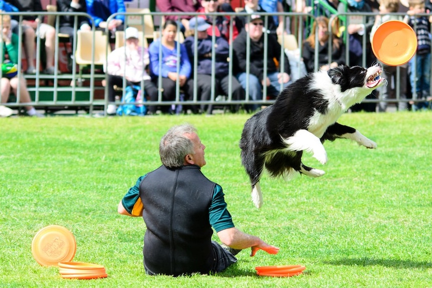 A dog catches a frisbee during the 'dog frisbee' event at the Royal Melbourne Show.