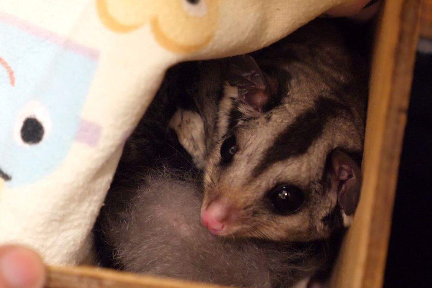 A squirrel glider being held by a vet nurse.