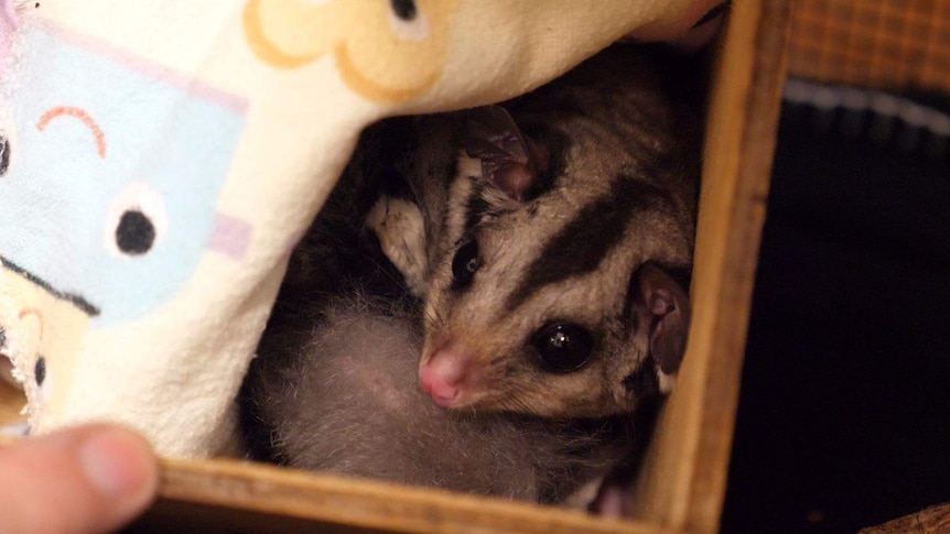 A squirrel glider being held by a vet nurse.