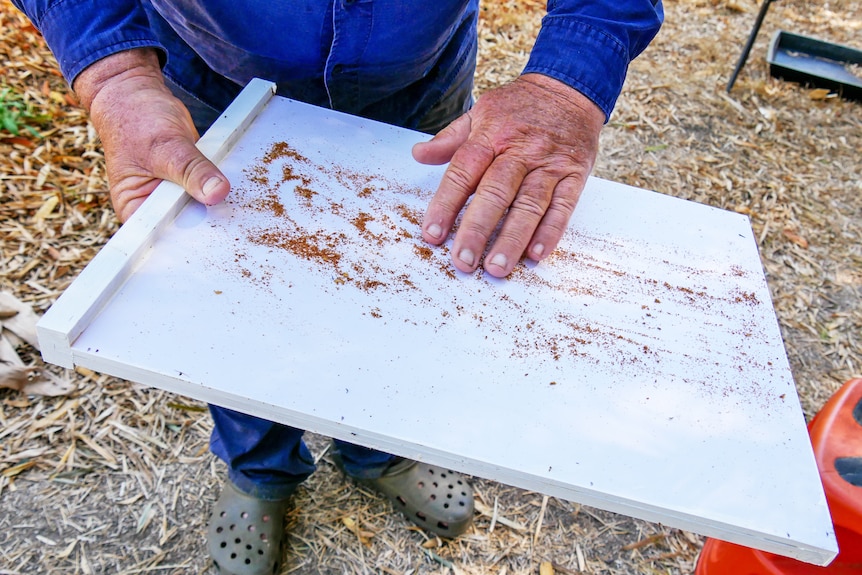 A man's hands checking for varroa mites on a a white board.