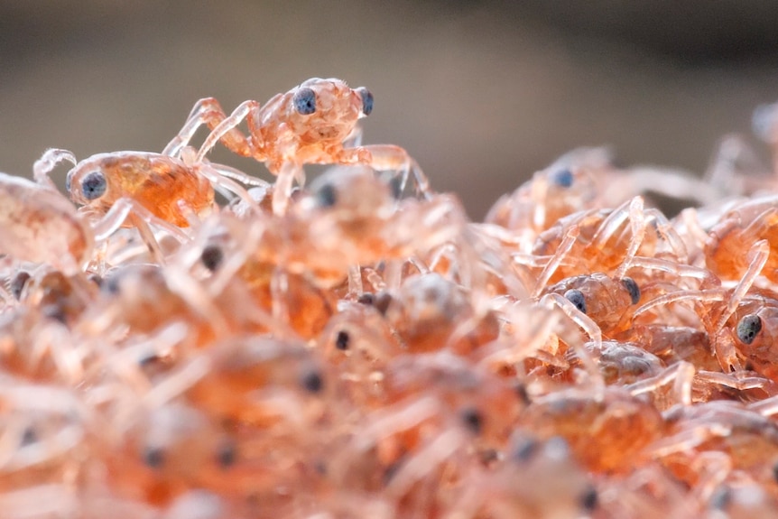 Baby red crabs standing on top of each other