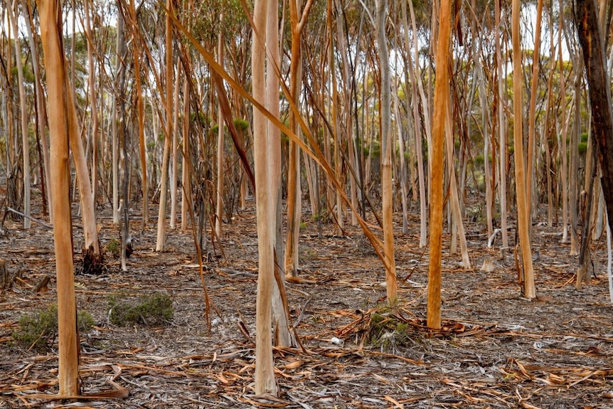 A forest of thin native trees