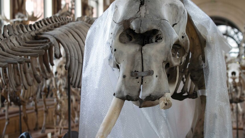 Elephant without one tusk Paris museum