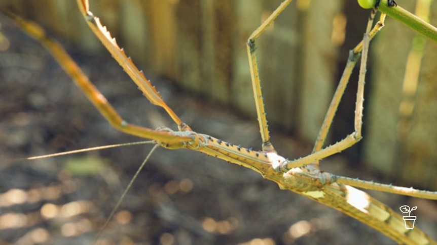 Stick insect hanging upside down on plant stem