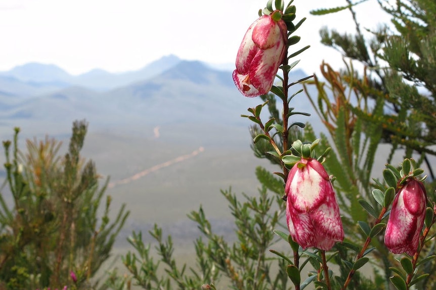 A flower with a mountain in the background