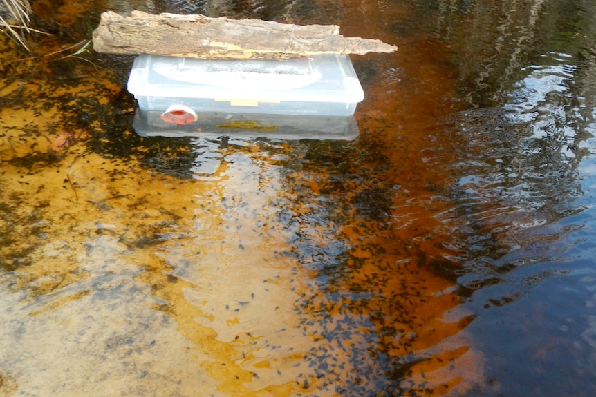 A cane toad trapped with tadpoles all around it