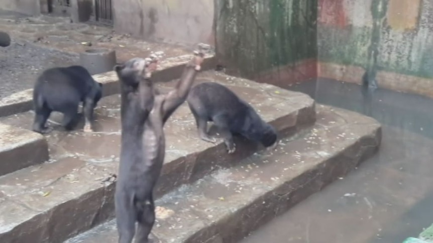 Footage released by the Scorpion Foundation in May 2016 shows the bears appearing malnourished