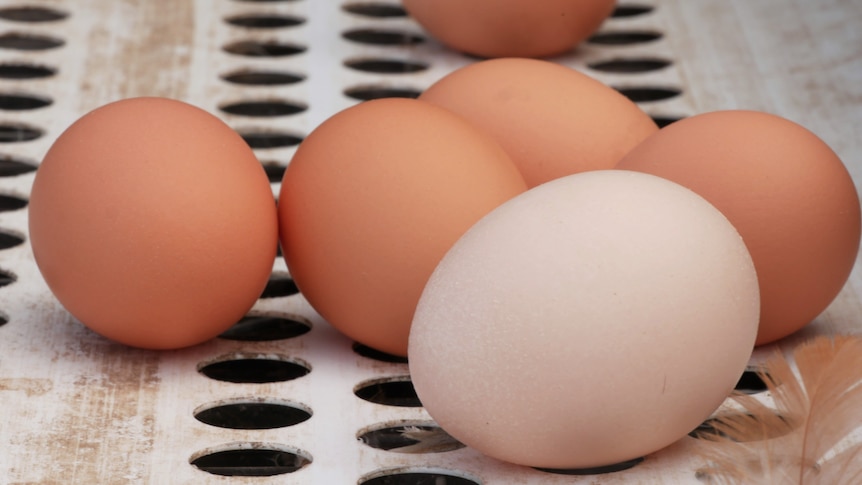Demand for free-range eggs to outstrip supply as caged eggs phased out, WA farmers fear