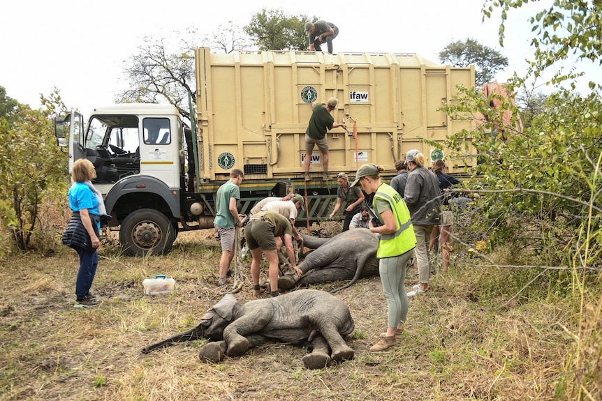 elephants lie on the ground near a truck as people attach hoists 