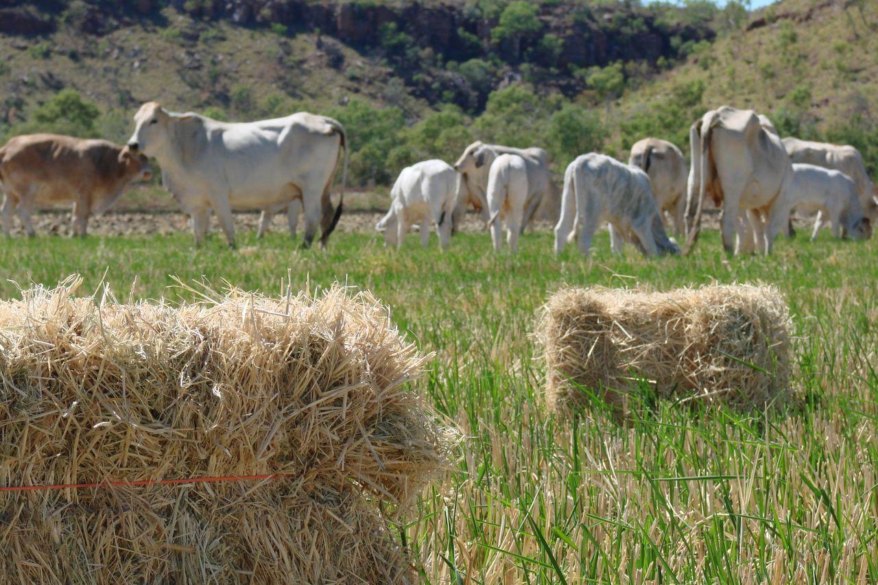 Value adding on Ord rice: 'Hay' why not - ABC News