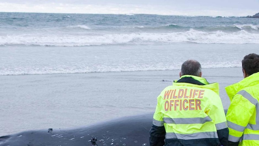 DEC is to investigate the spike in strandings