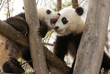One panda tries to bite another panda as they sit in a tree.