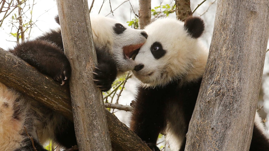 One panda tries to bite another panda as they sit in a tree.