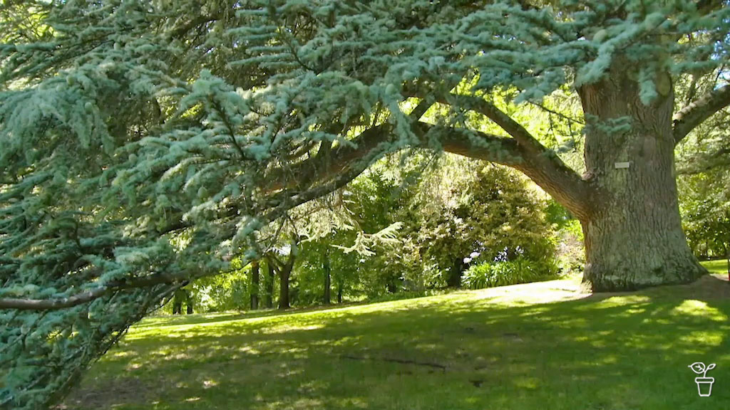 Significant Trees | Wombat Hill Botanic Gardens - Gardening Australia