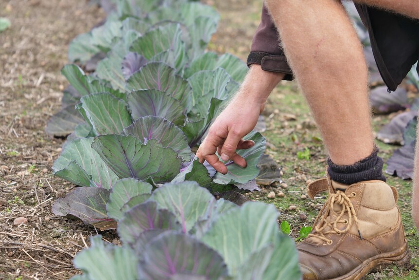 A close up of a cabbage in the ground with a man kneeling beside it.