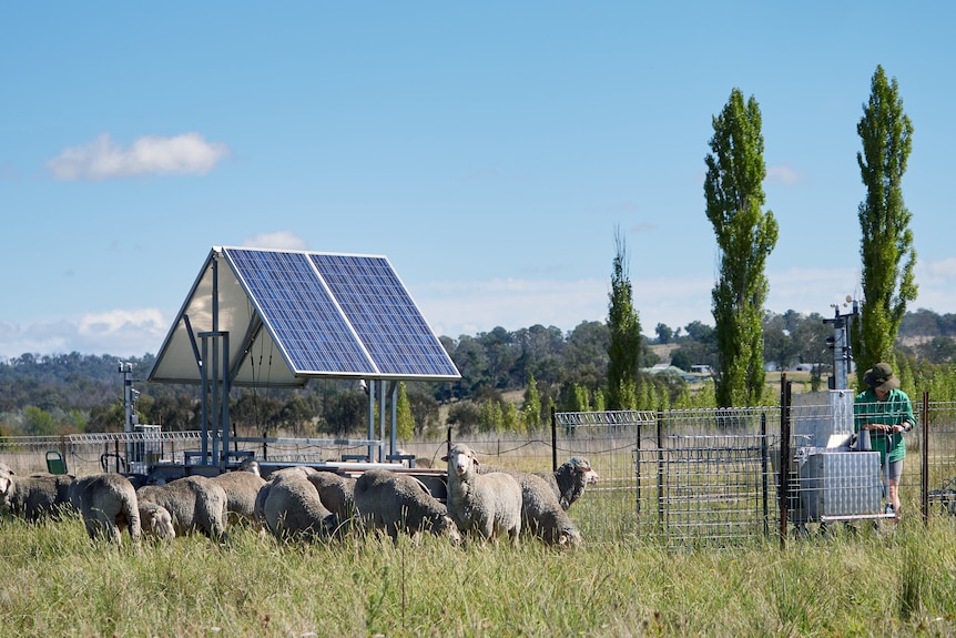 Flock of sheep near solar panels with a researcher collecting data