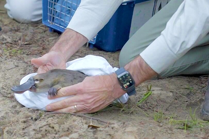 a platypus is released into the waters of a national park