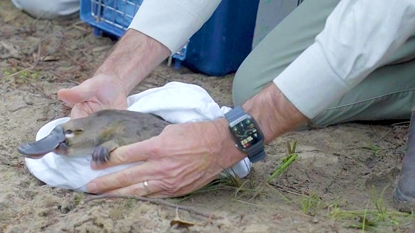 a platypus is released into the waters of a national park