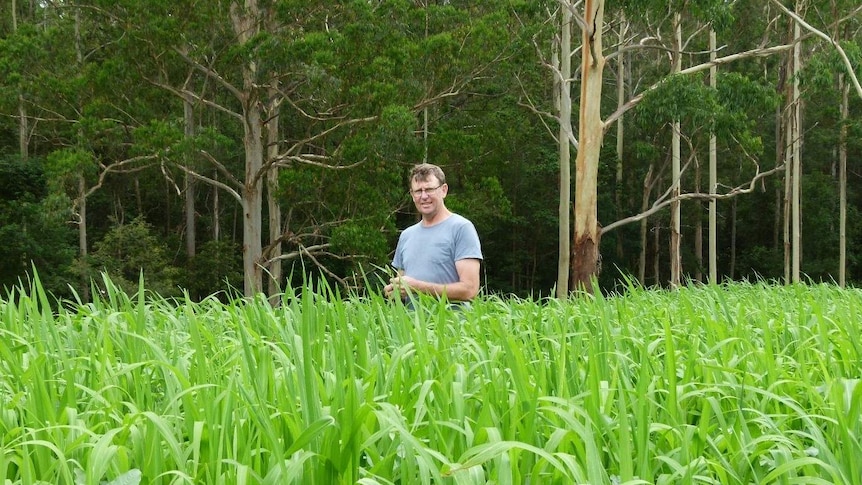 A man stands in a field of waist-high feed