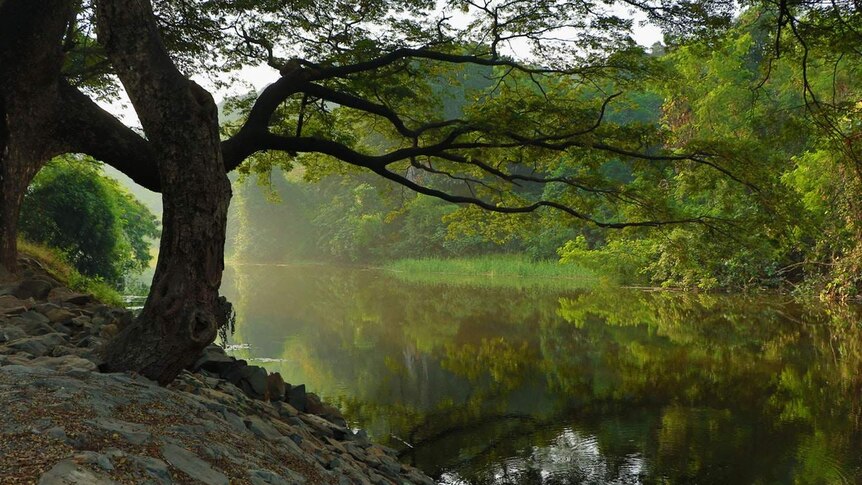 A shady tree hangs over a calm, serene-looking river.