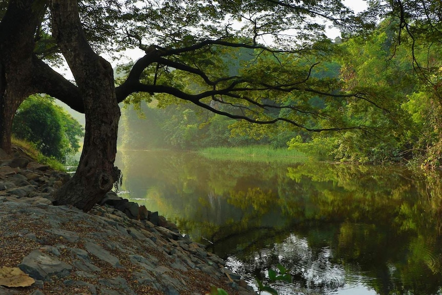 A shady tree hangs over a calm, serene-looking river.