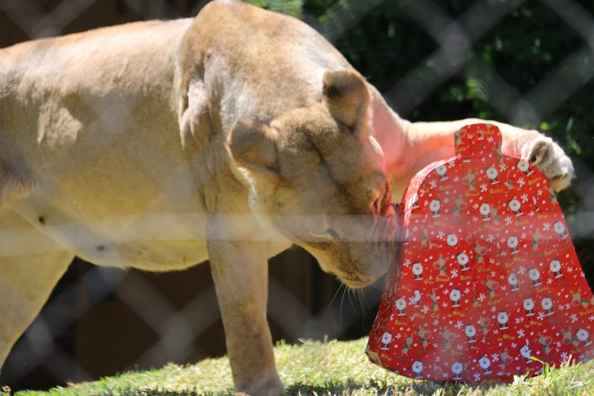 An inquisitive lioness checks out her early Christmas present.