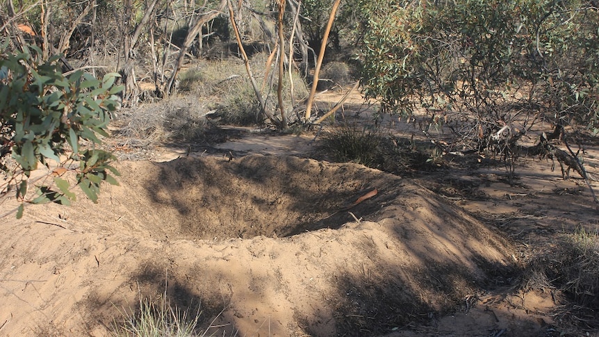 Malleefowl are constant housekeepers