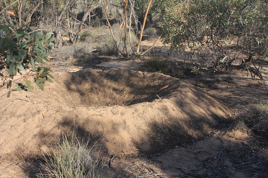 Malleefowl are constant housekeepers