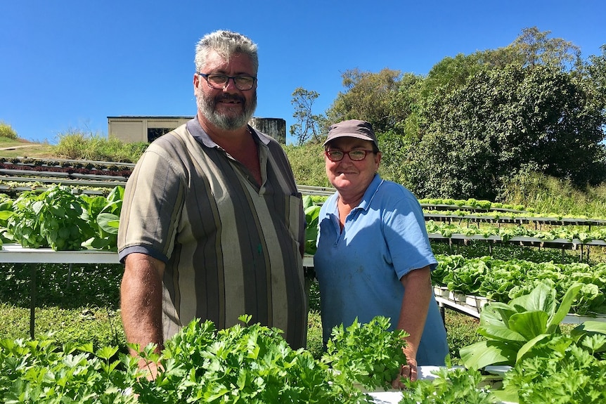 Dean and Alison Halpin stand amongst their lettuce and spinach planters.