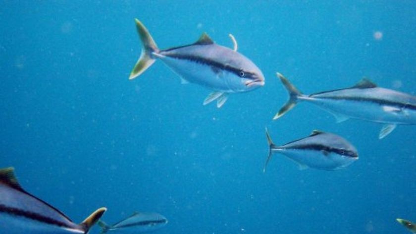 Generic shot of a school of yellowtail kingfish