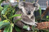 A koala, with bandaged feet, sits in a tree branch
