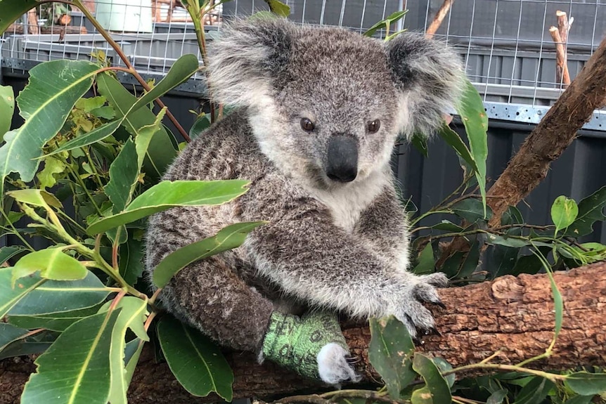 A koala, with bandaged feet, sits in a tree branch