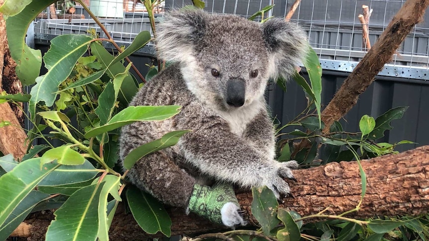 A koala, with bandaged feet, sits in a tree branch