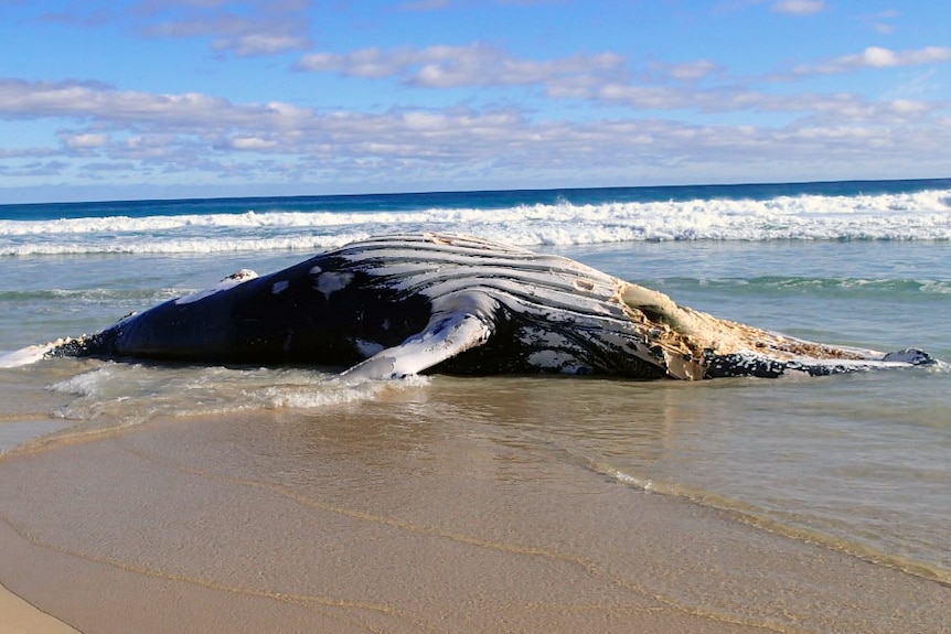 A whale carcass washed up on the beach.