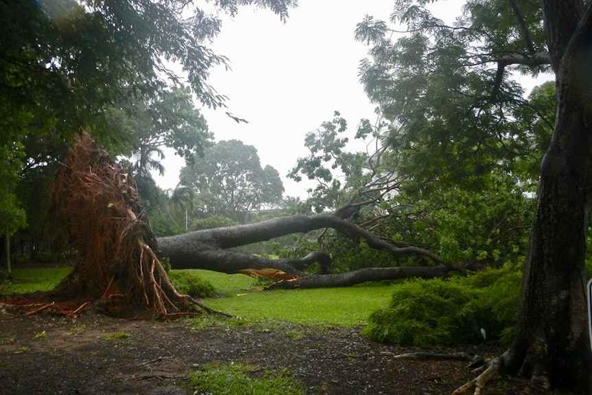 A fallen tree.