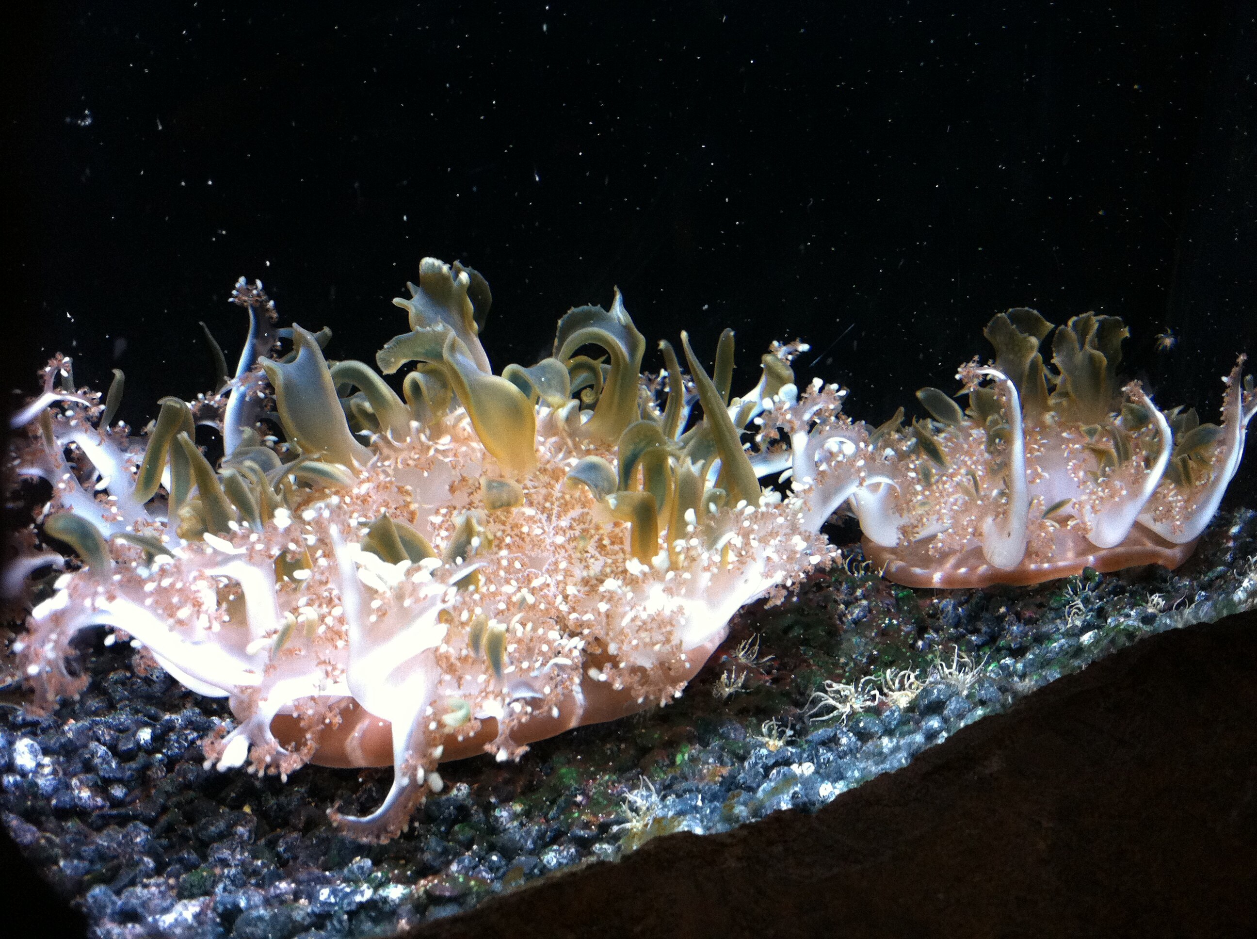 Marine invertebrates – weird, wonderful and unknown