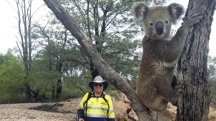 A koala in a tree is in the foreground, a man holding fossicking gear stands behind it.