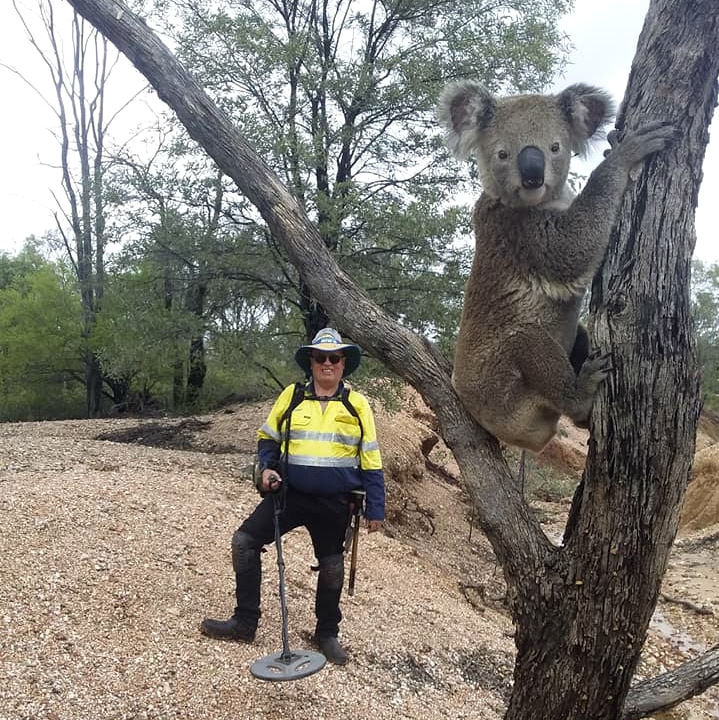 A koala in a tree is in the foreground, a man holding fossicking gear stands behind it.