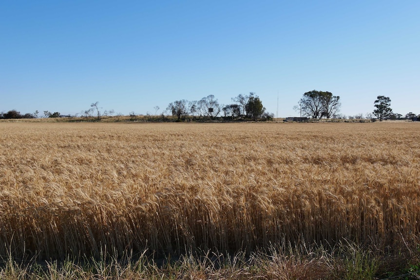 A huge paddock of wheat, golden and ready to harvest.