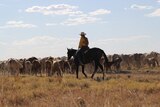 A woman on a horse drives a herd of cattle.